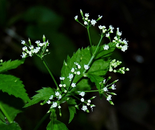 {Cryptotaenia canadensis}